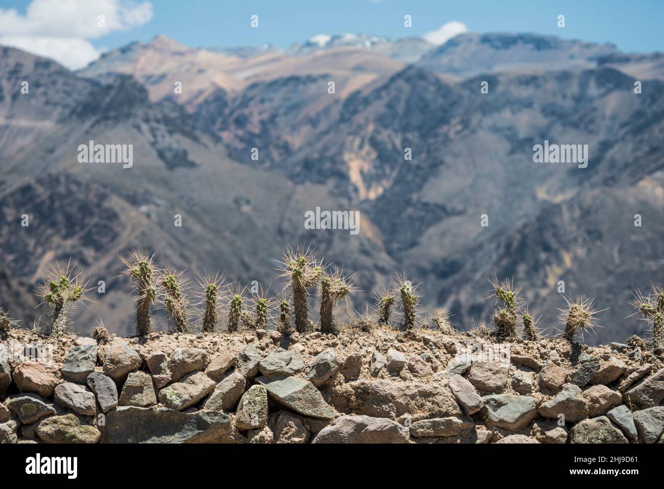 Cactus avec de longues épines sur la clôture et les montagnes en arrière-plan avec une faible profondeur de champ dans le canyon de Colca, Pérou Banque D'Images