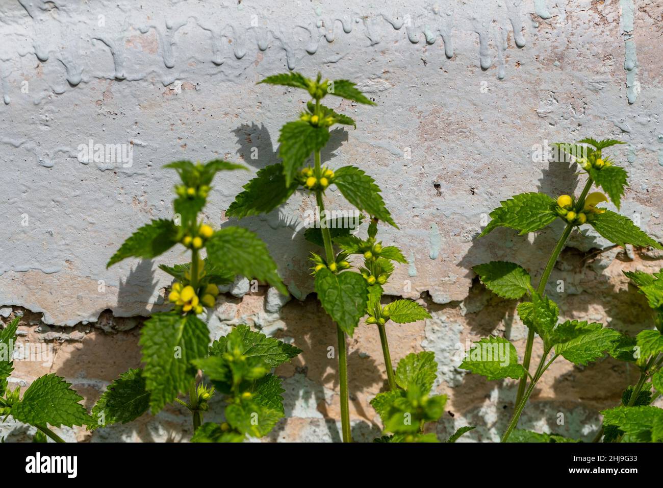 Archange jaune, plante d'ordnance. Le Lamium galeobdolona la fondation d'une maison Banque D'Images