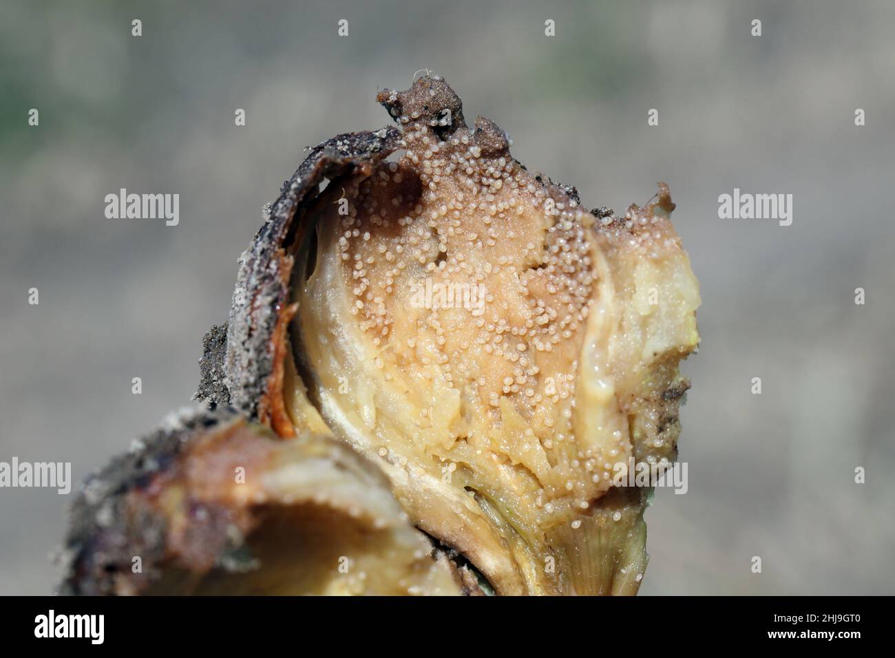 Oignon endommagé par une maladie fongique causée par Fusarium oxysporum.Il provoque la pourriture des oignons sur lesquels apparaissent les acariens et leurs ennemis naturels. Banque D'Images