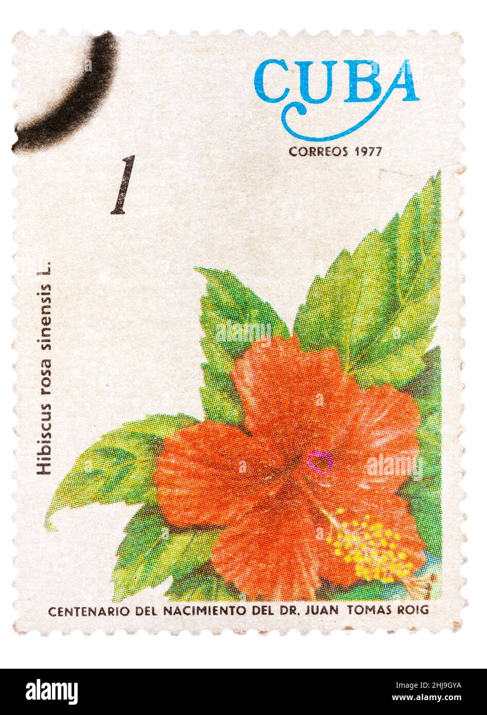SAMP imprimé à Cuba montre la fleur Hibiscus rosa-sinensis Banque D'Images