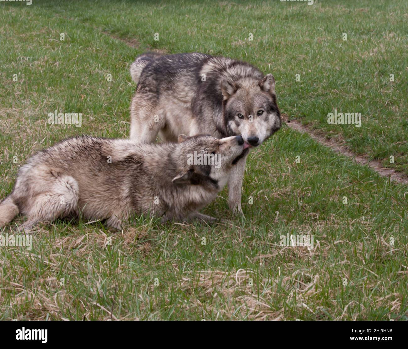 Loups soumis et dominants Banque D'Images