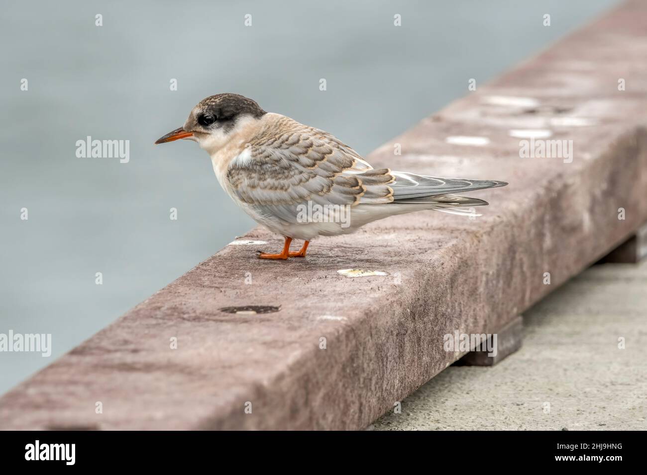 Sterna hirundo, petite sterne. Banque D'Images