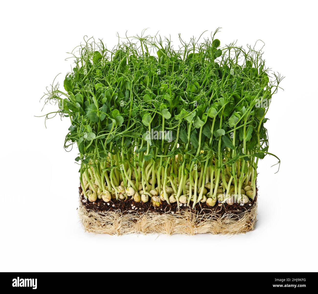 Gros plan petits pois verts frais pousses microvertes sur le compost de drainage isolé sur fond blanc, vue à grand angle Banque D'Images