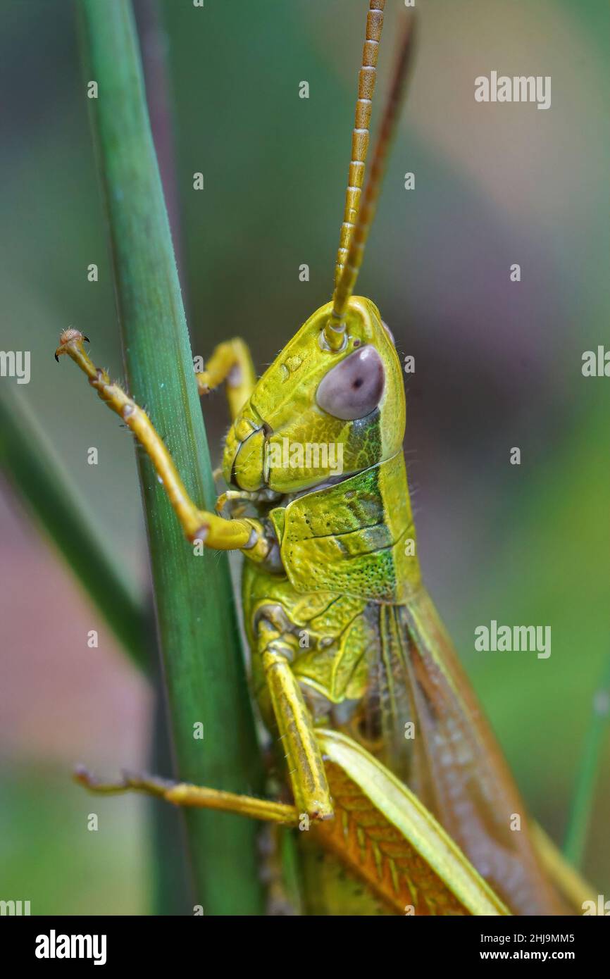 Gros plan vertical d'un grand sauterelle d'or mâle adulte, Chrysochraon dispar Banque D'Images