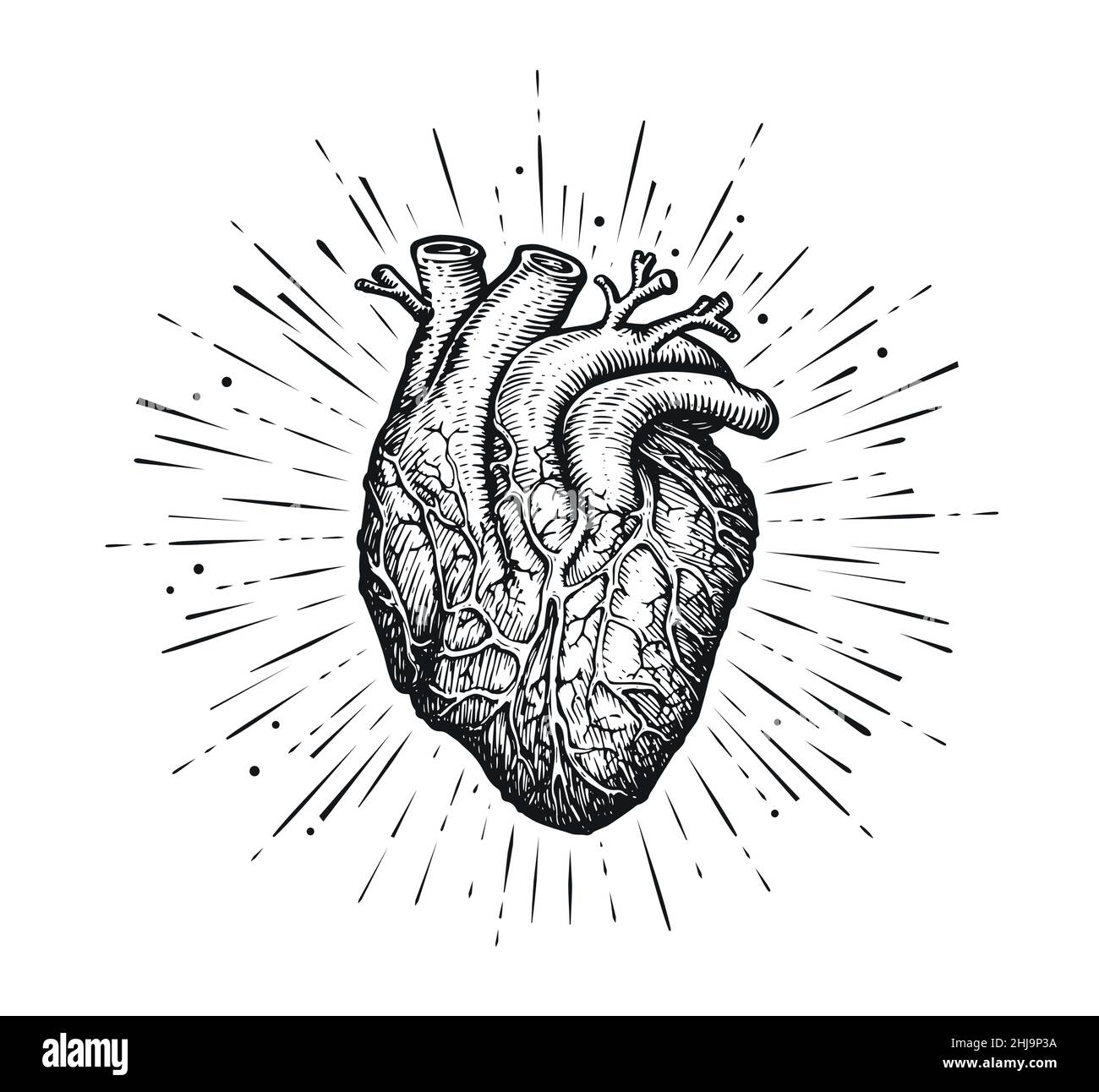 Le cœur et les rayons humains anatomiques.Dessin dessiné à la main dans un style de gravure vintage.Illustration vectorielle Illustration de Vecteur