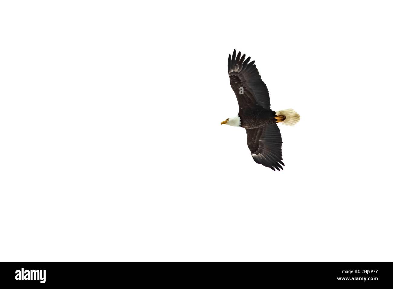 Pygargue à tête blanche, Haliaeetus leucocephalus, surmontant le parc national de Grand Teton, Wyoming, États-Unis Banque D'Images