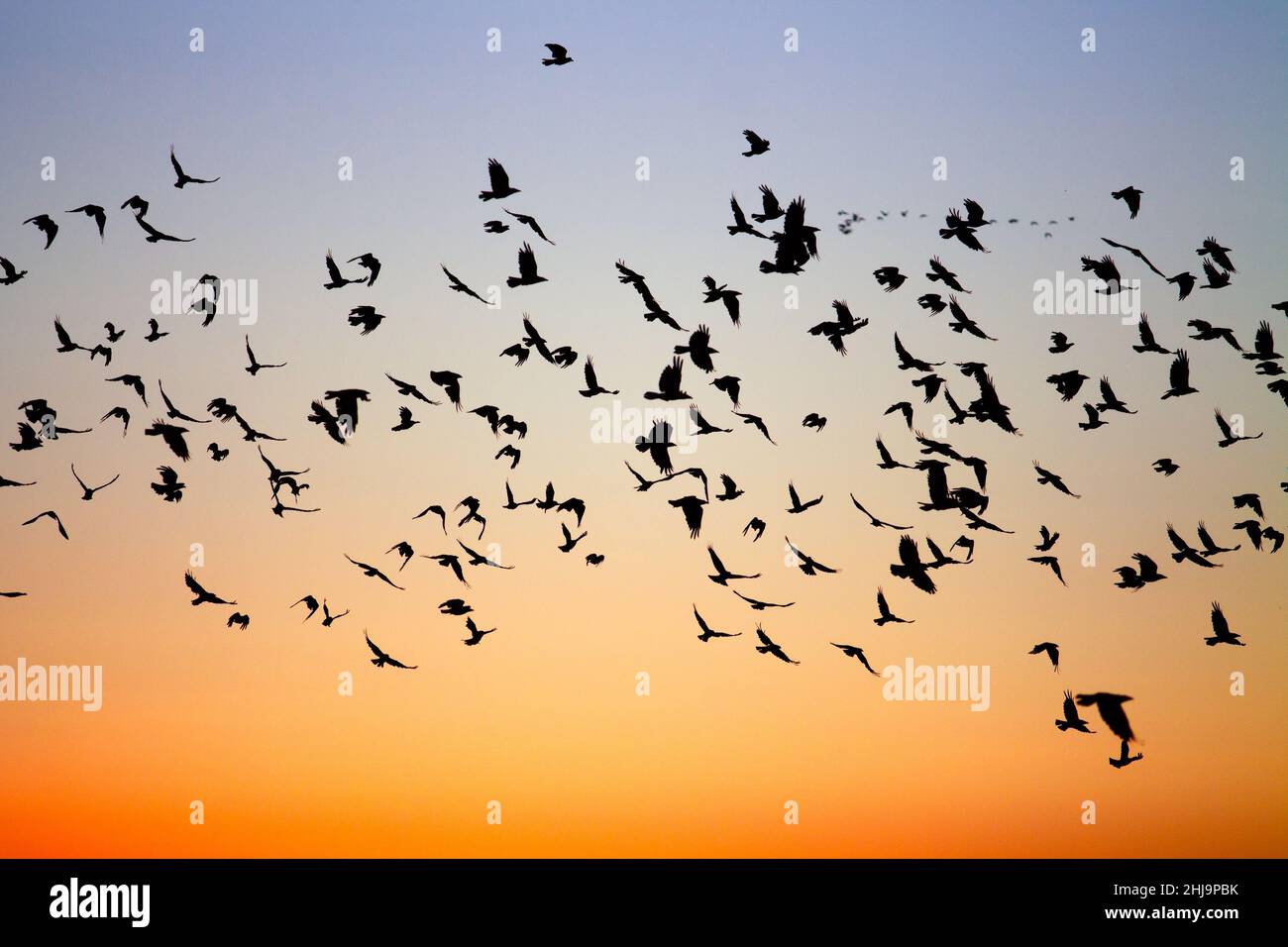 Un grand troupeau d'oiseaux noirs volants migrateurs silhouetés contre un coucher de soleil d'hiver bleu et orange. Banque D'Images