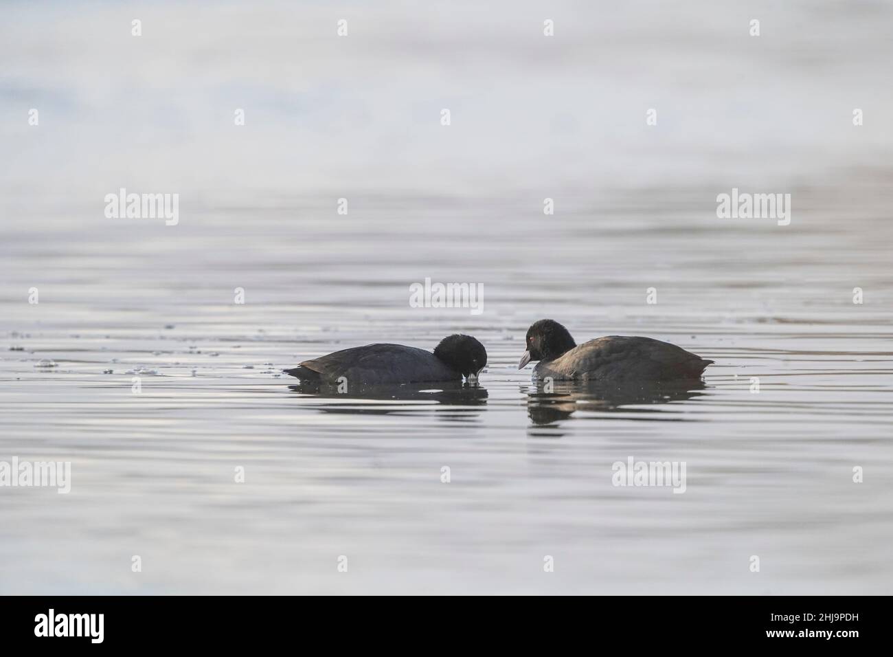 Coot, Fulica atra, deux oiseaux dans l'eau, Andalousie, Espagne. Banque D'Images