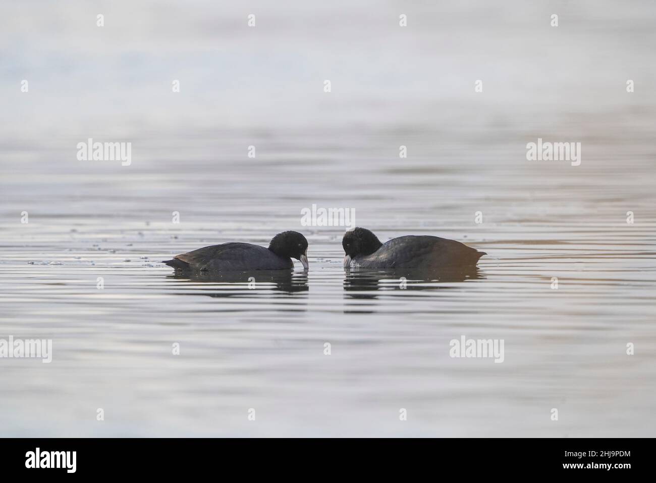 Coot, Fulica atra, deux oiseaux dans l'eau, Andalousie, Espagne. Banque D'Images