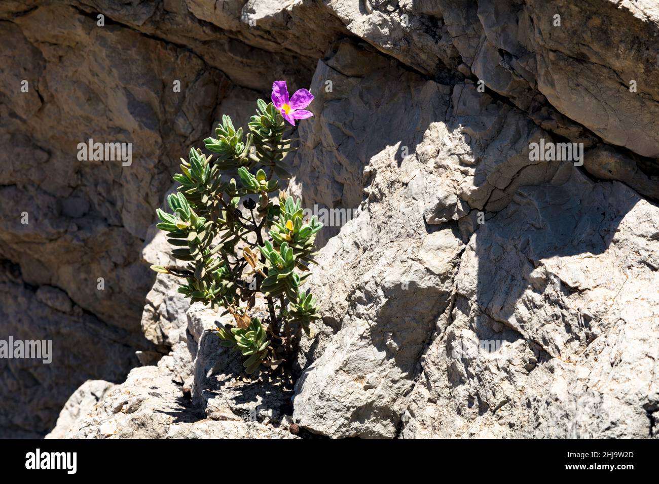 Rockrose blanc, Cistus albidus, avec des fleurs en rose et croissant sur la roche, Mallorca, Span Banque D'Images