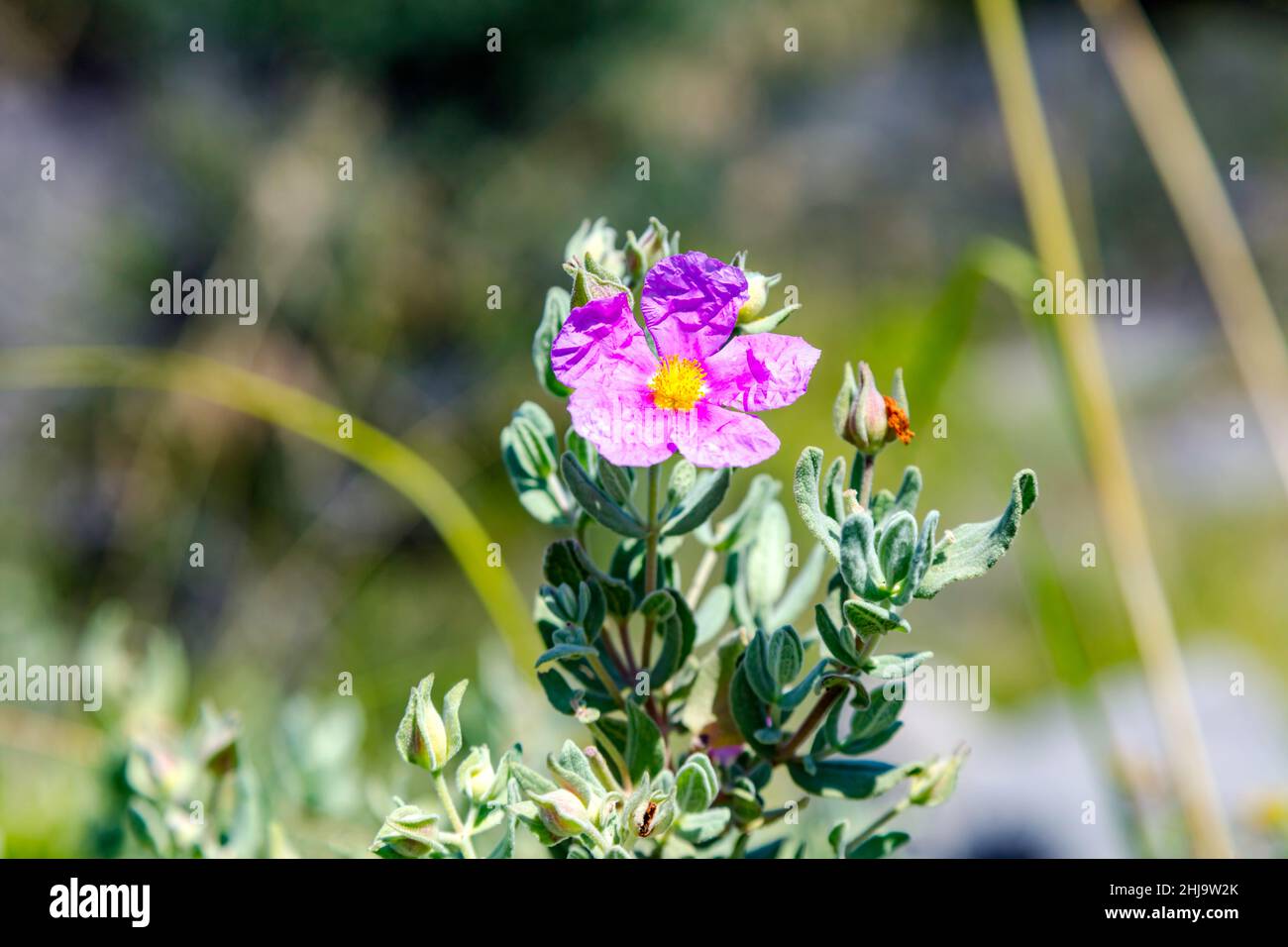 Rockrose blanc, Cistus albidus, avec fleur rose, Mallorca, Span, Banque D'Images