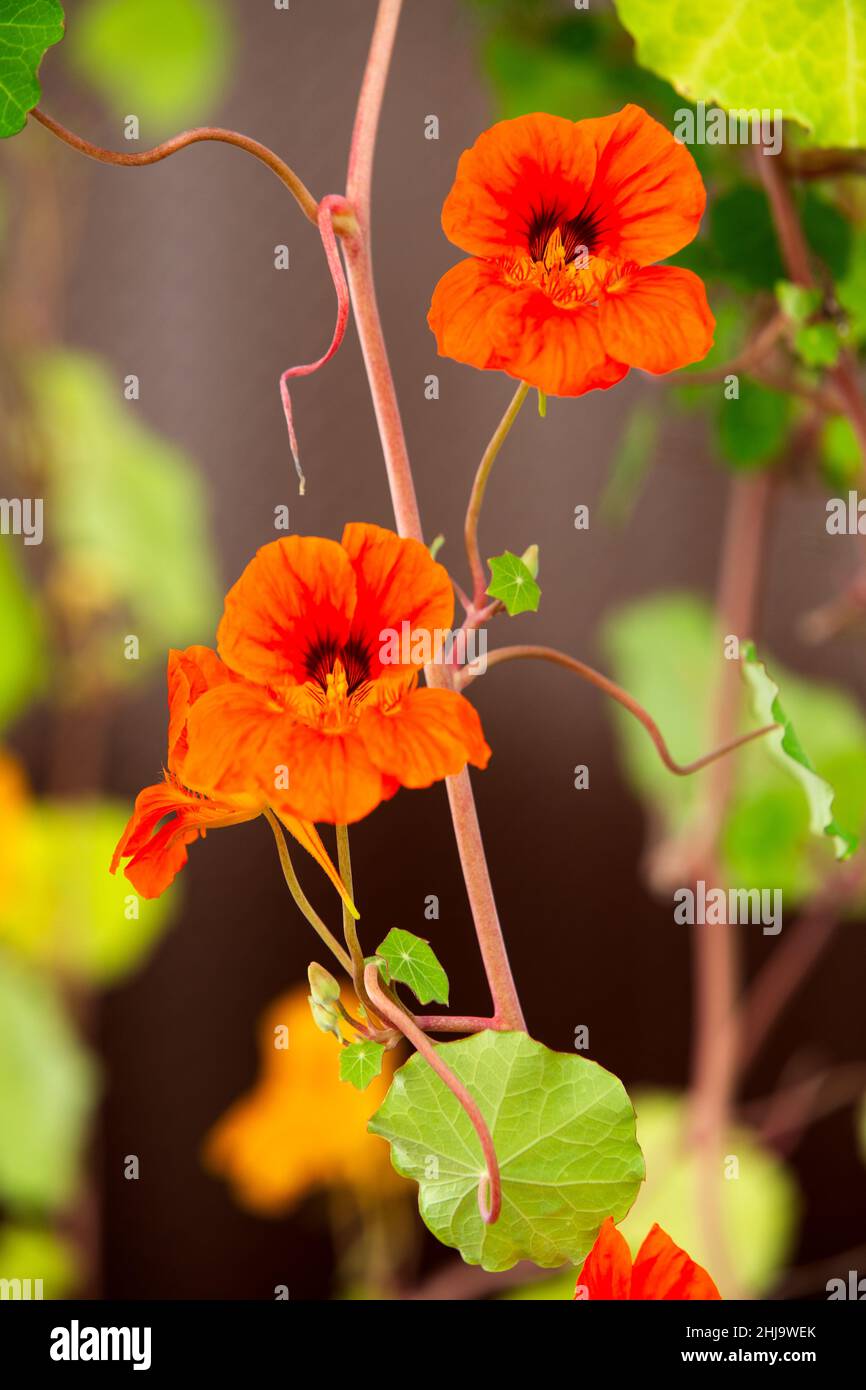 Fleurs microvertes comestibles en fleurs d'orange dans un jardin de printemps de serre lumineux. Banque D'Images