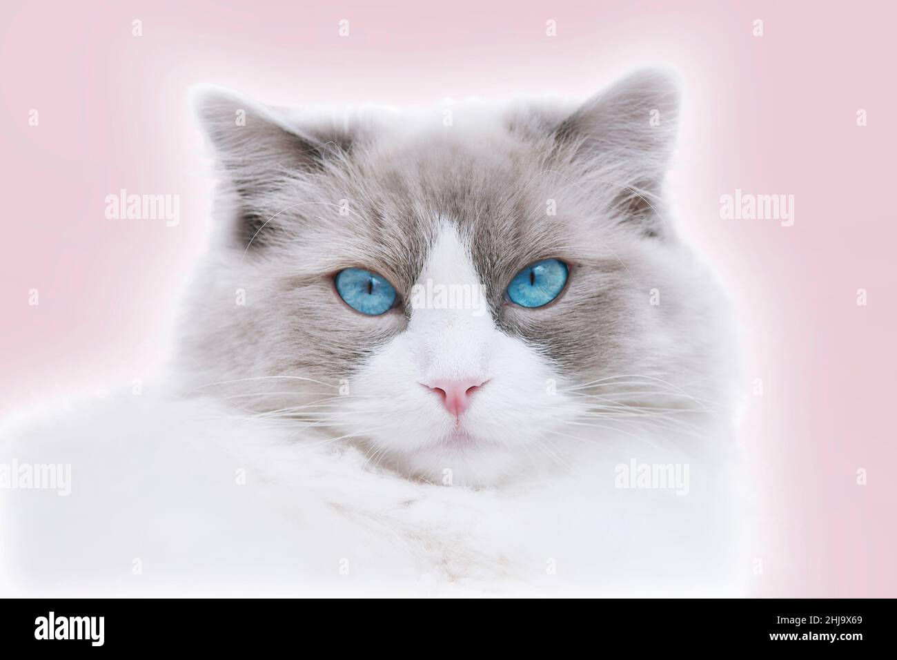 Portrait de chat Ragdoll avec des yeux bleus isolés sur fond rose.Gros plan.Faible profondeur de champ.SDF. Banque D'Images