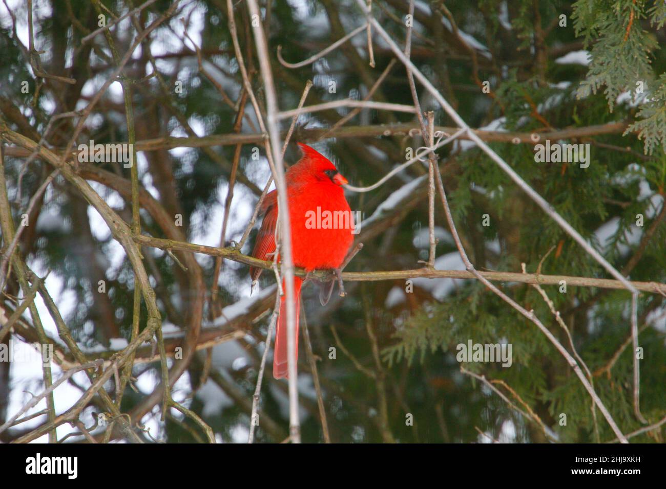 Plump, oiseau cardinal mâle contre cyprès vert Banque D'Images
