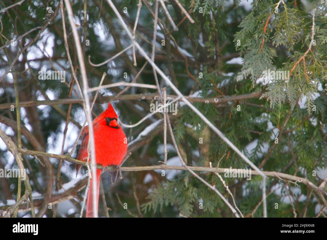 Vue d'un oiseau de cardinal rouge brillant et bosse sur un fond d'arbres de cyprès verts Banque D'Images