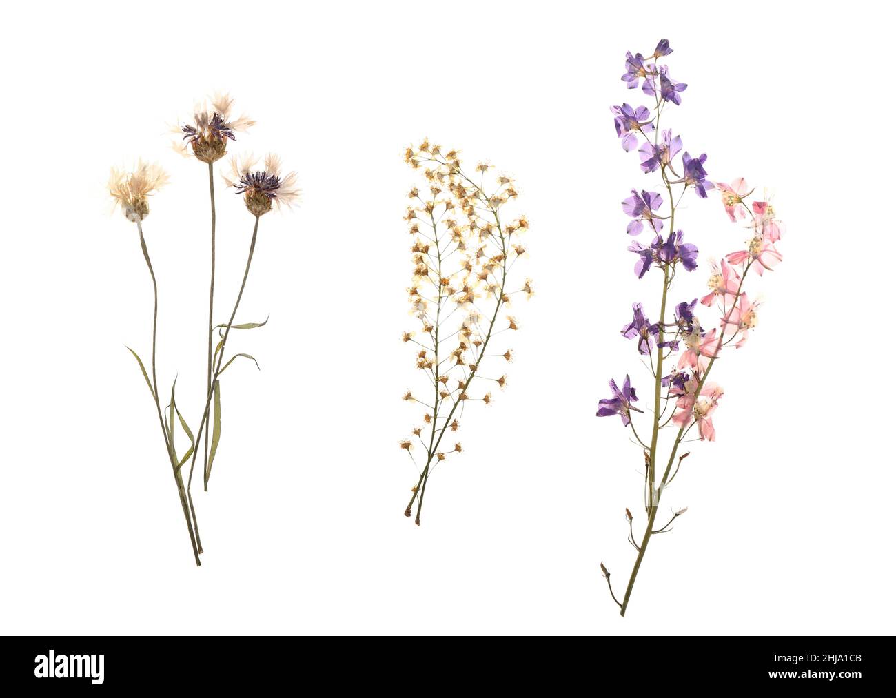 Fleurs séchées sur fond blanc Banque D'Images