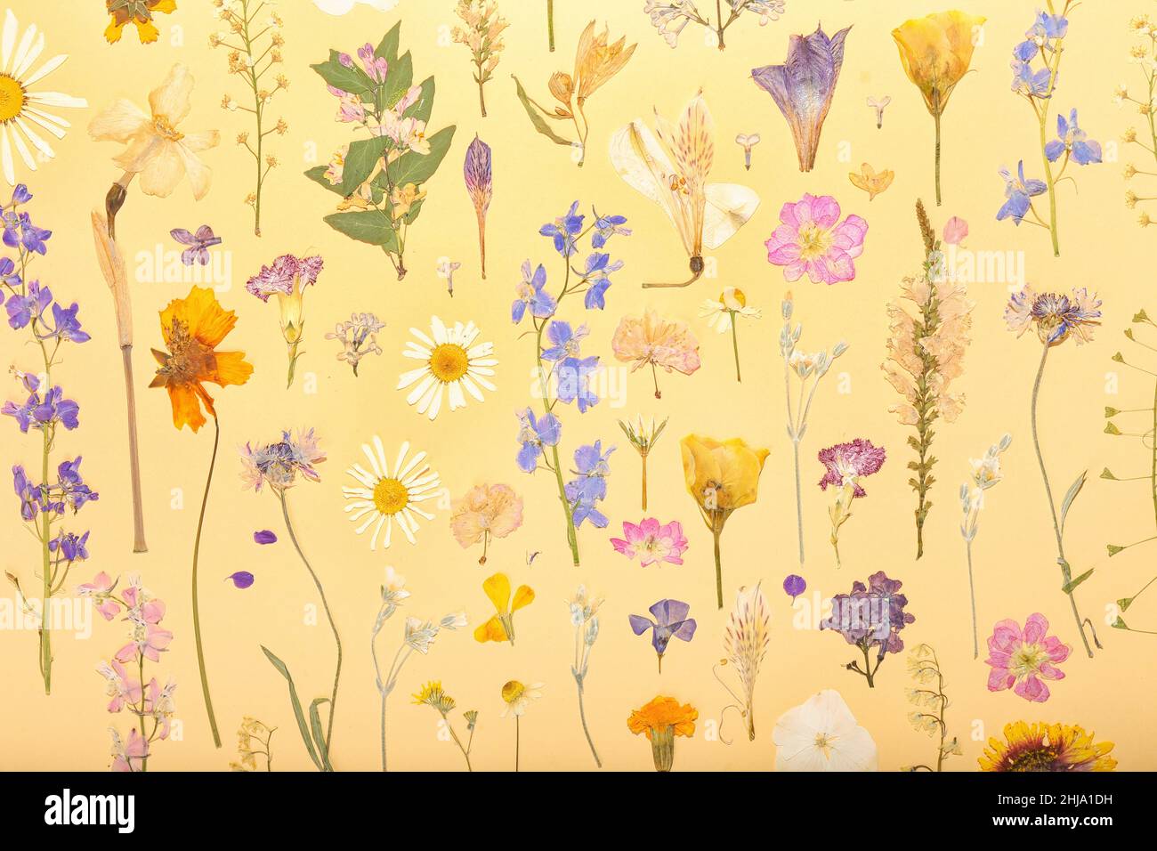 Composition avec fleurs séchées pressées sur fond beige Banque D'Images