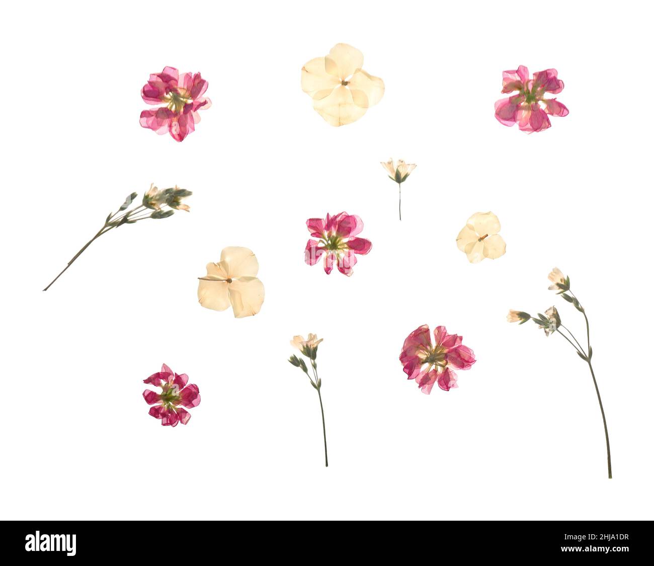 Fleurs séchées sur fond blanc Banque D'Images