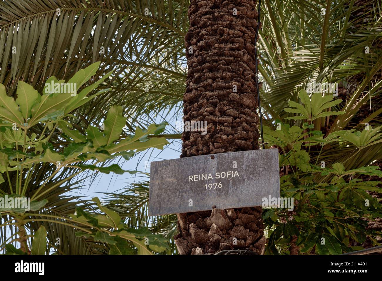 Palmiers baptisés avec le nom d'illustres visiteurs dans le Huerto del Cura dans la ville d'Elche, province d'Alicante, Espagne.Queen Sofia Banque D'Images