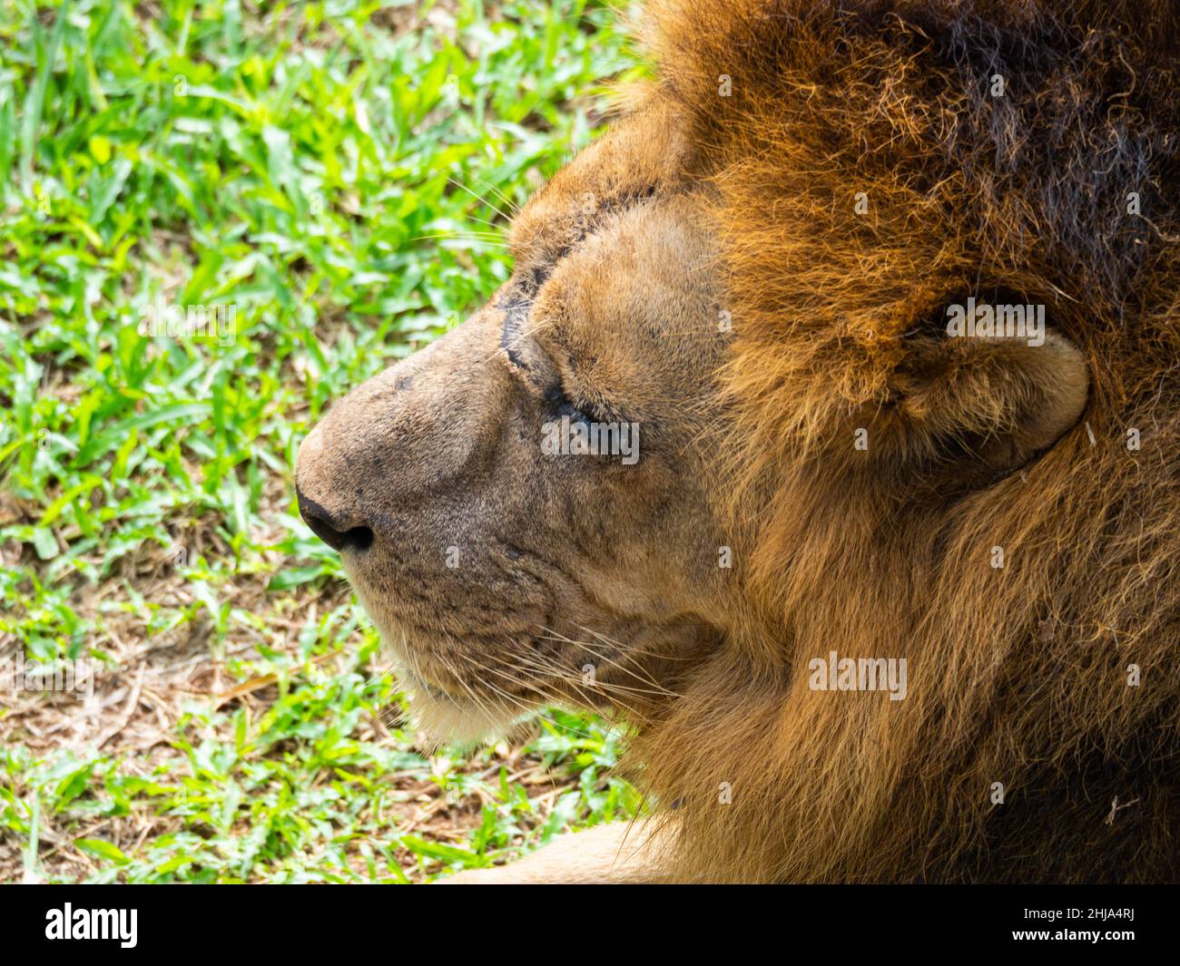 photo d'un lion qui s'établit sur la terre Banque D'Images