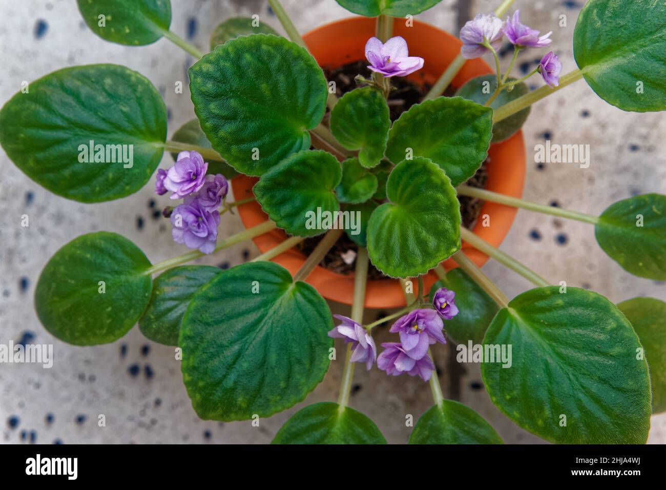 Aique Violets Saintpaulia Ionantha Icône Plante Pot Set Aique
