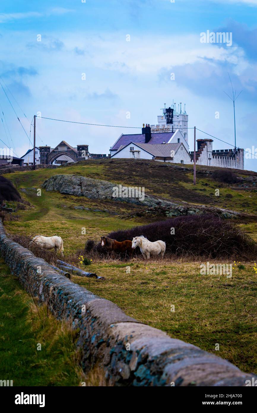 Chevaux dans le champ à côté de la longue route menant au phare historique de point Lynas, maintenant Trinity House comme maisons privées et de vacances Banque D'Images