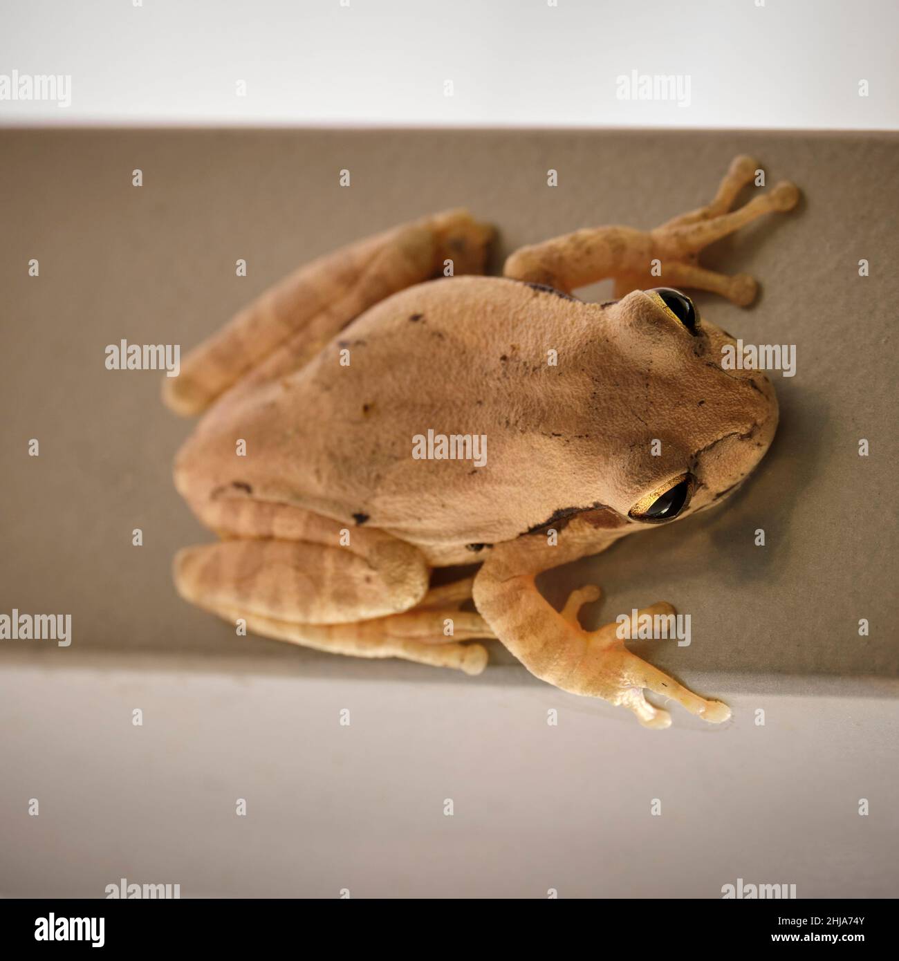 Une grenouille d'arbre à bandes croisées vue directement au-dessus comme elle repose sur la jambe d'une table Banque D'Images