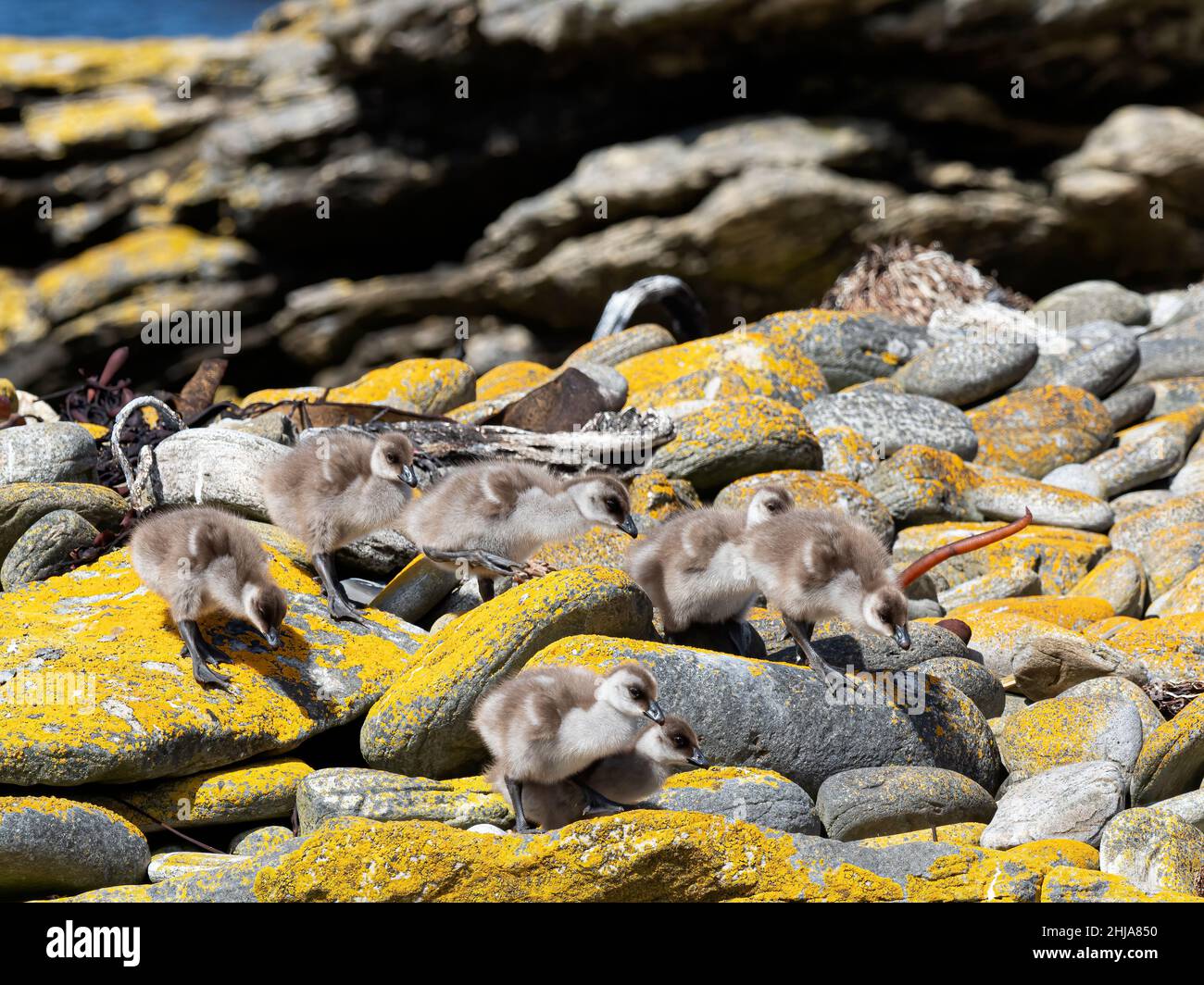 Oies des hautes terres, Chloephaga picta, sur l'île de la carcasse, îles Falkland. Banque D'Images