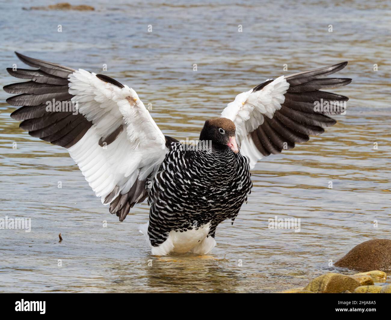 Une femelle adulte d'oie de varech, Chloephaga hybrida, nettoyant ses plumes sur West point Island, îles Falkland. Banque D'Images