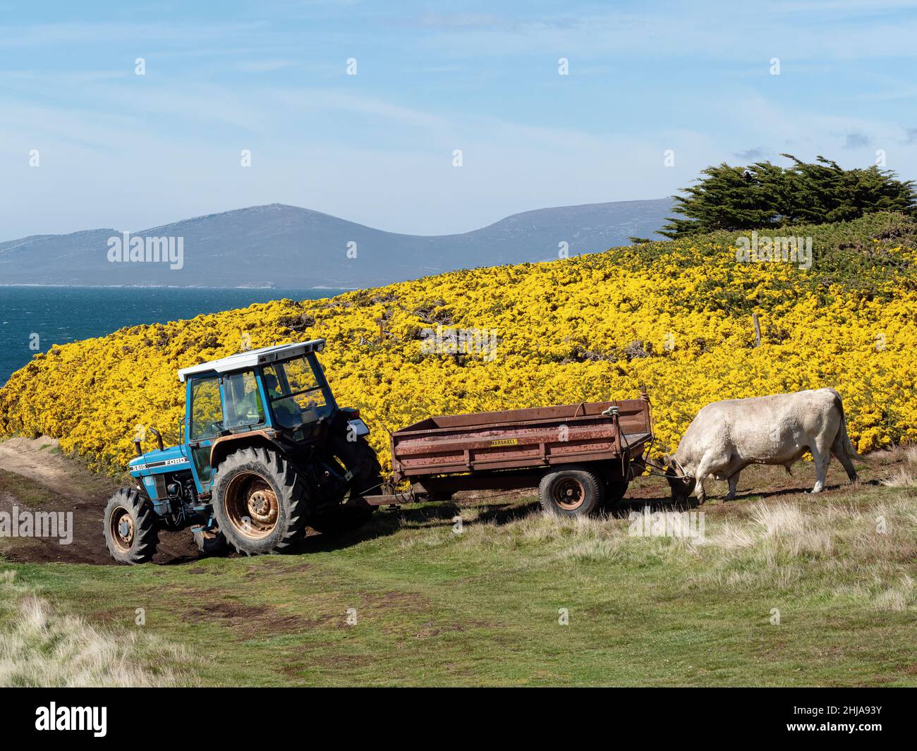 Un taureau est mis sur le marché à partir de l'île Carre, dans les îles Falkland. Banque D'Images