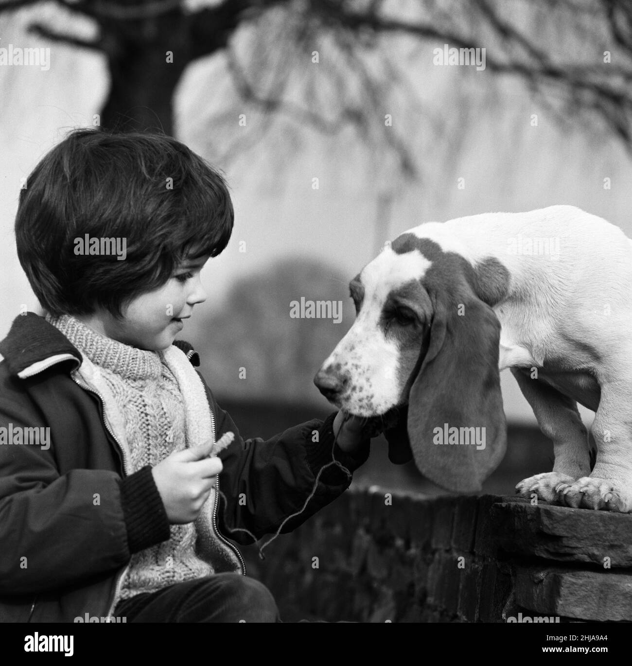 Caroline Williams, de Northwood Hills, âgée de cinq ans, et Pennybasset, un chiot de Benet Hound, âgé de cinq mois.21st février 1964. Banque D'Images