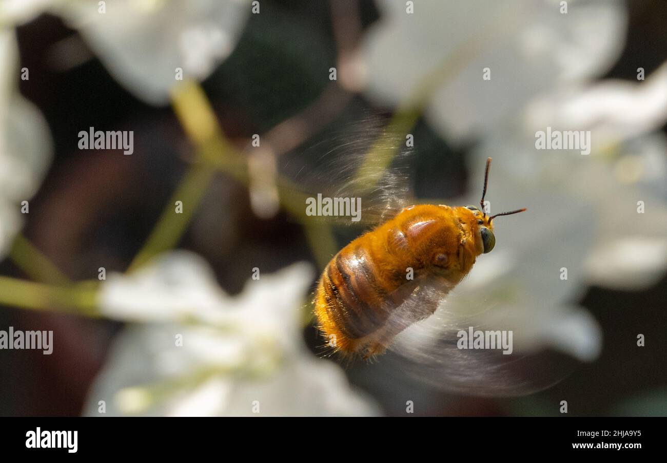 Macro peu profonde photo d'une abeille charpentier de vallée volante un jour ensoleillé sur un flou Banque D'Images