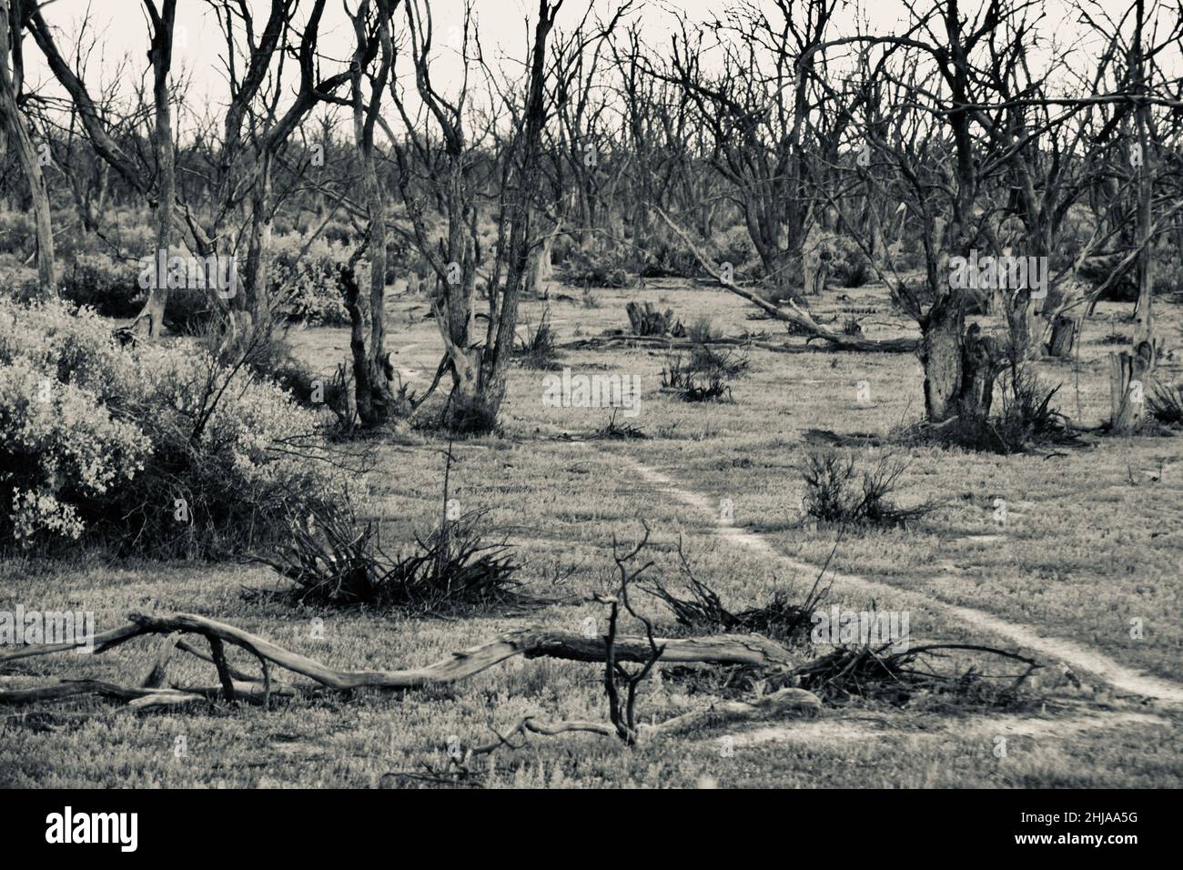 L'image monochrome en noir et blanc des plaines inondables de la rivière Murray, avec des traces animales et de nombreux arbres morts, crée un paysage apocalyptique Banque D'Images