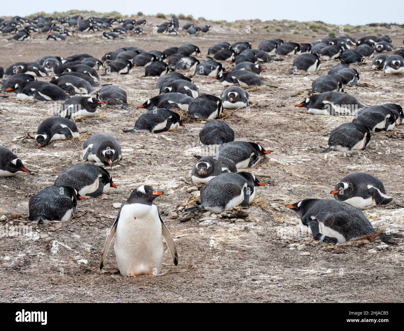 Penguins Gentoo, Pygoscelis papouasie, au site de nidification de Bull point, East Island, Falklands. Banque D'Images