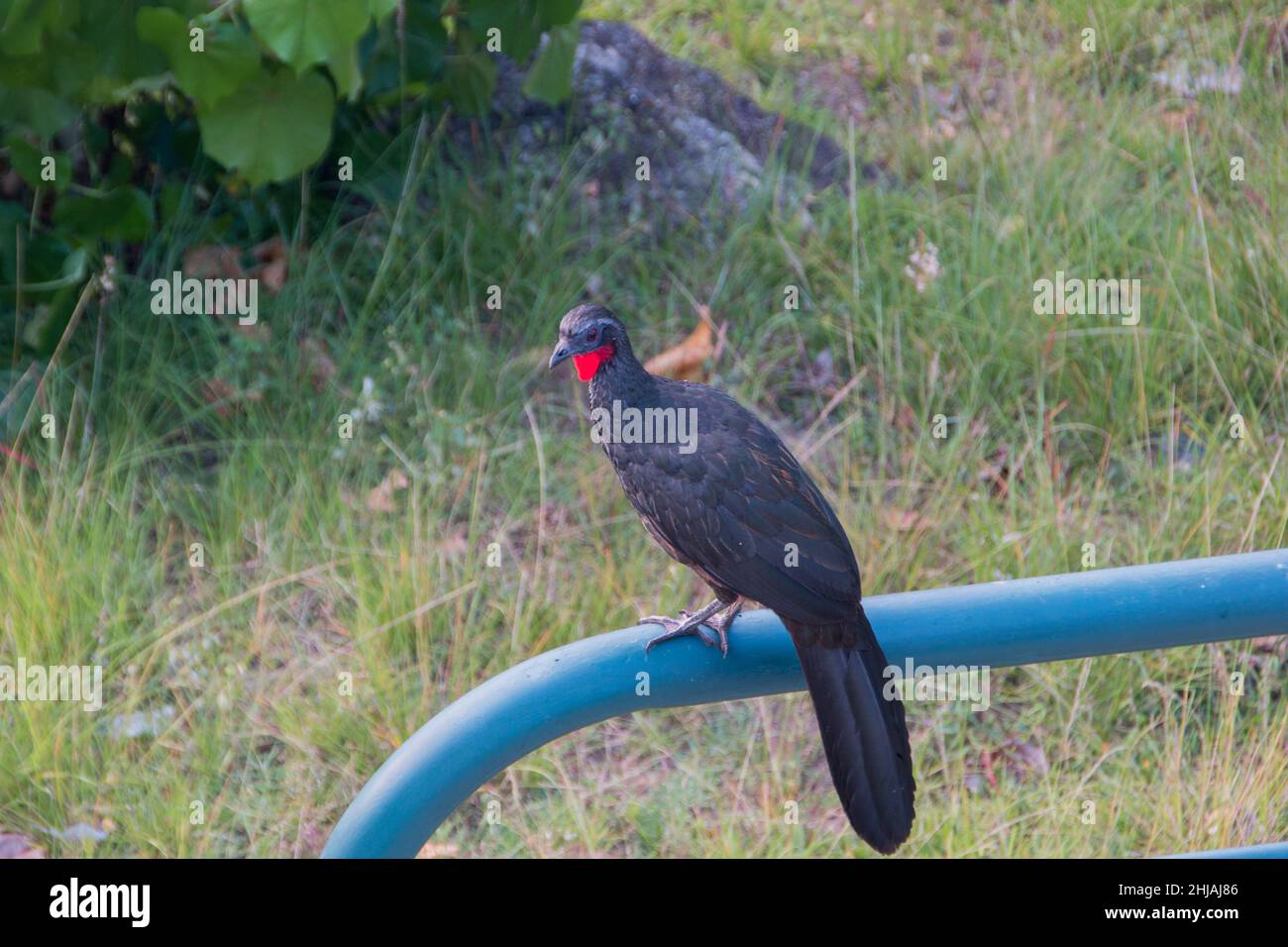 Oiseau connu sous le nom de jacu, en plein air à Rio de Janeiro. Banque D'Images