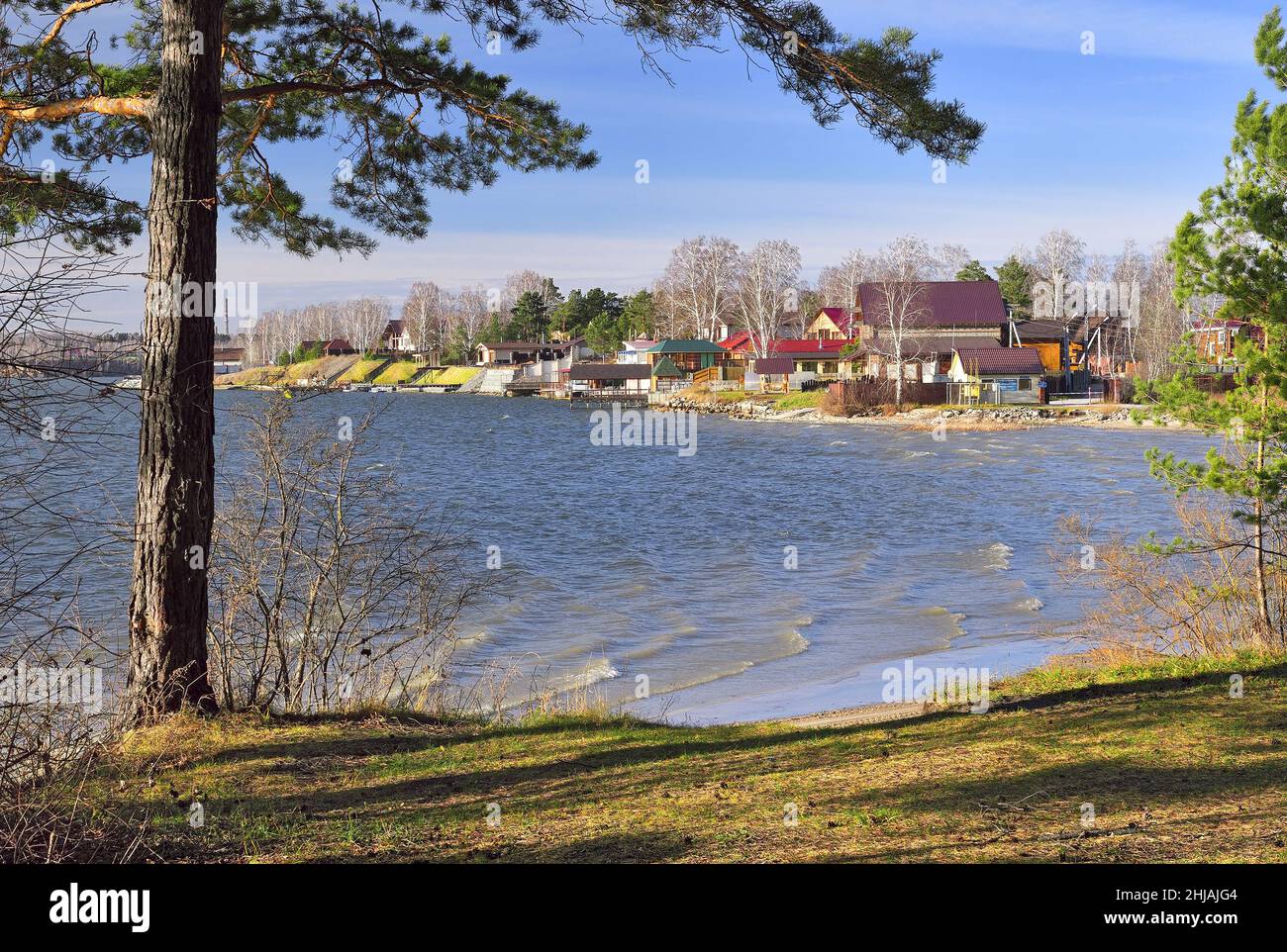 Village sur la rive de la baie de BERD.Rive de la rivière avec un pin devant.Vagues sur l'eau.Village de vacances Morozovo.Bleu, ciel ensoleillé.Novosibirsk r Banque D'Images