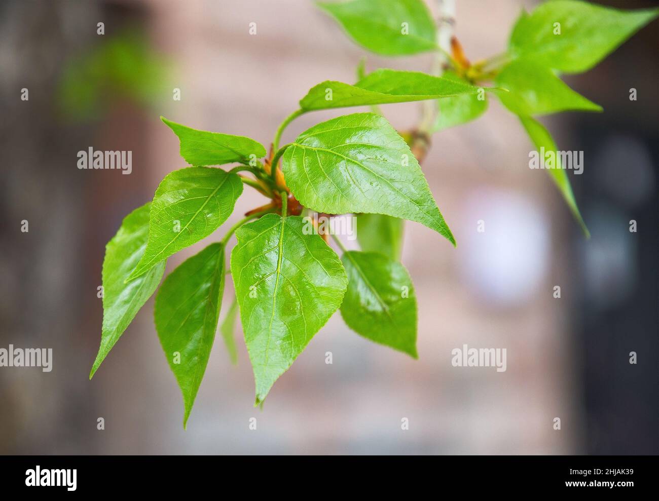 Feuilles de lime fraîches au printemps.Fleurs de feuilles vertes sur une branche d'arbre gros plan, veines de plantes, arrière-plan flou.Nature de la Sibérie, Russie, 2020 Banque D'Images