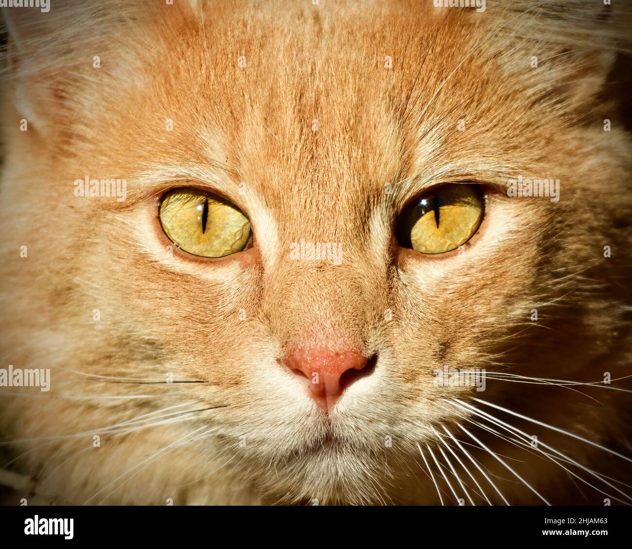 Une image rapprochée du visage d'un chat domestique Banque D'Images