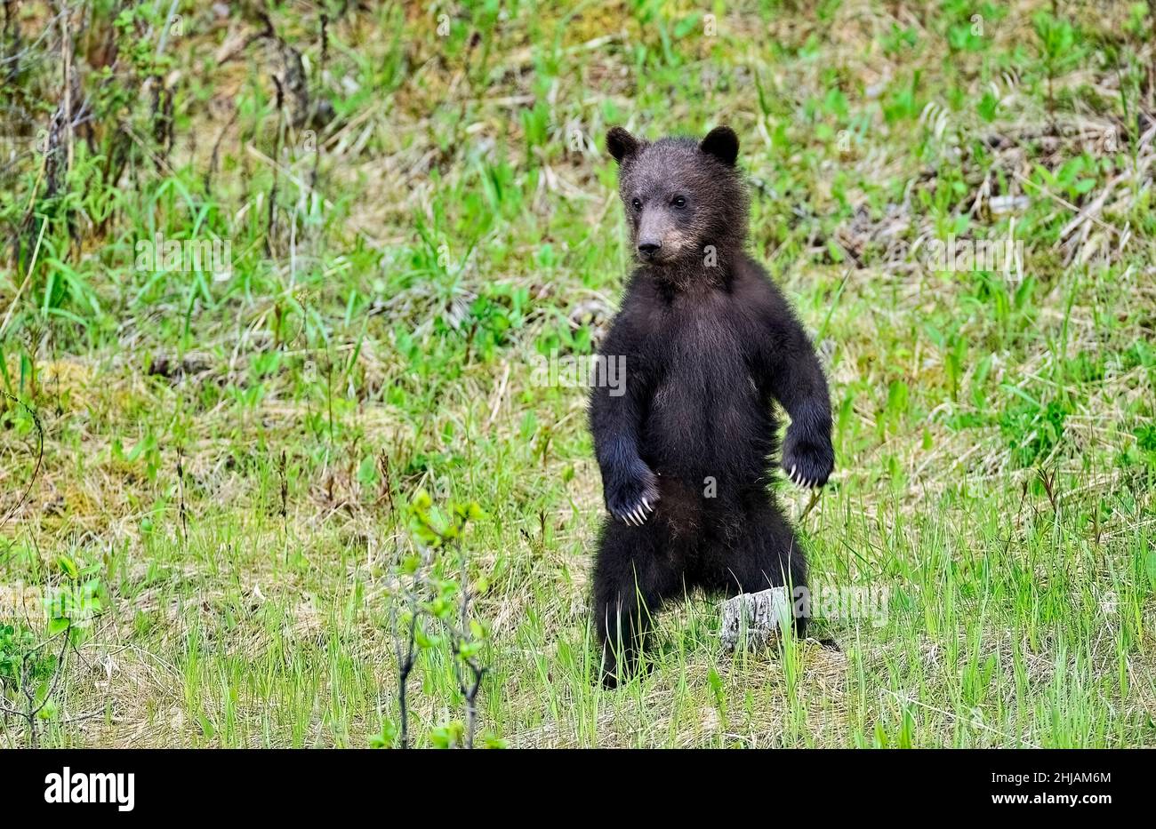 Un petit ours grizzli sauvage (Ursus arctos); debout sur ses pattes arrière pour avoir une meilleure vue de son environnement dans les régions rurales du Canada de l'Alberta. Banque D'Images