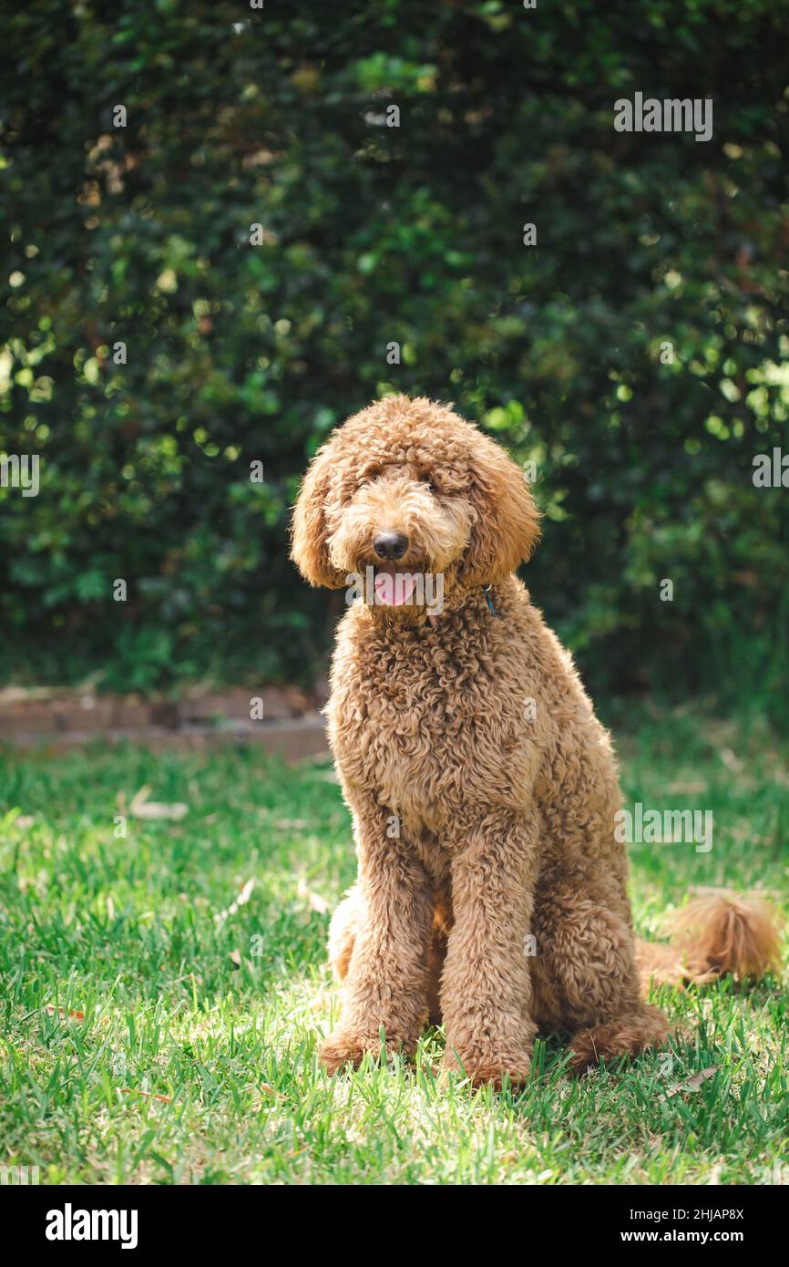 Poodle Golden Retriever Banque De Photographies Et D Images A Haute Resolution Page 2 Alamy