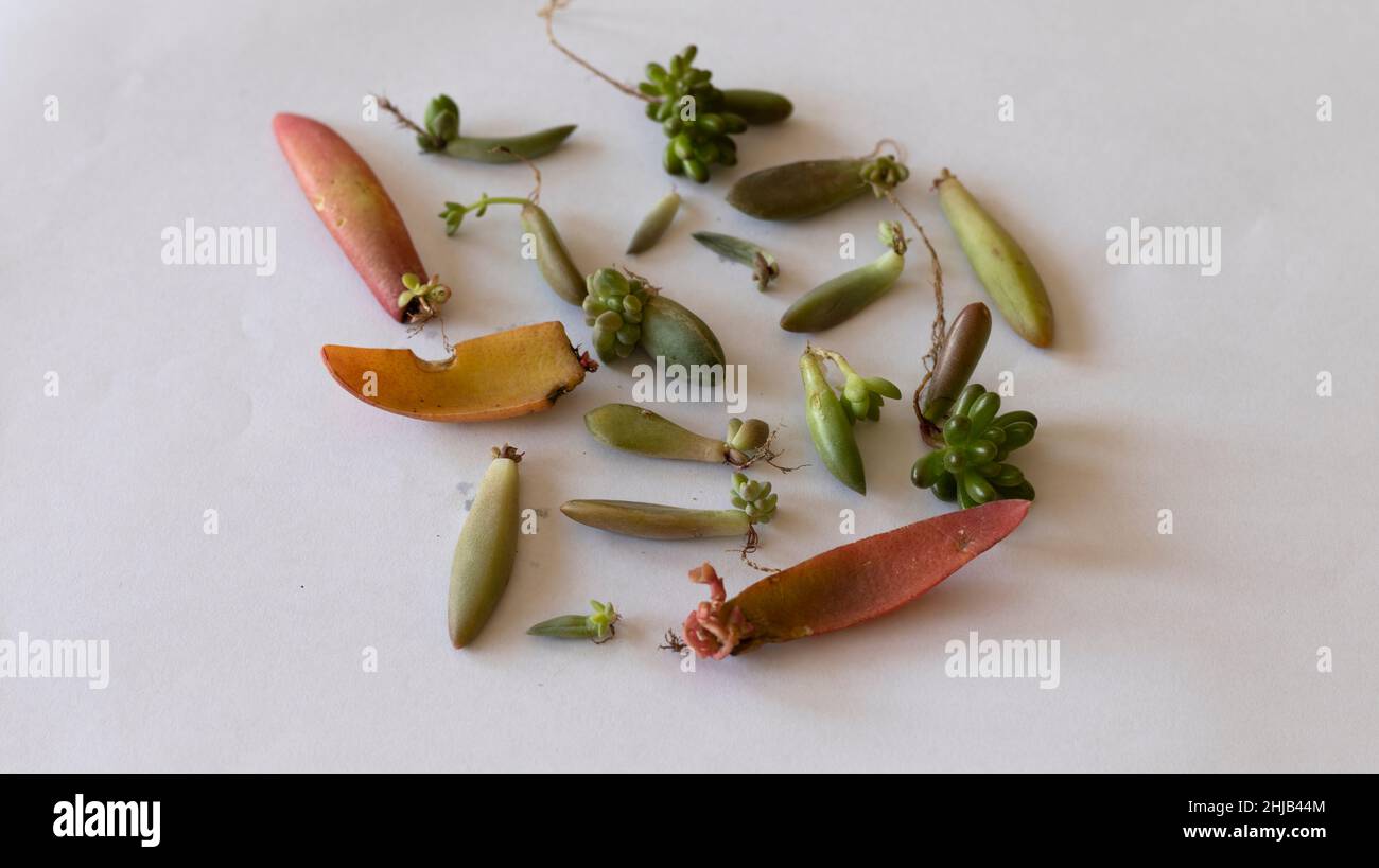 Beaucoup de feuilles succulentes avec racines et germe Banque D'Images Beaucoup de feuilles succulentes avec racines et germe Banque D'Images
