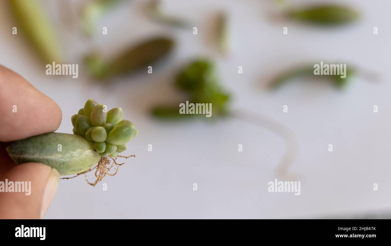 Gros plan d'une plante succulente de bébé avec des racines germent à partir d'une seule feuille succulente avec une mise au point sélective et un arrière-plan flou Banque D'Images Gros plan d'une plante succulente de bébé avec des racines germent à partir d'une seule feuille succulente avec une mise au point sélective et un arrière-plan flou Banque D'Images