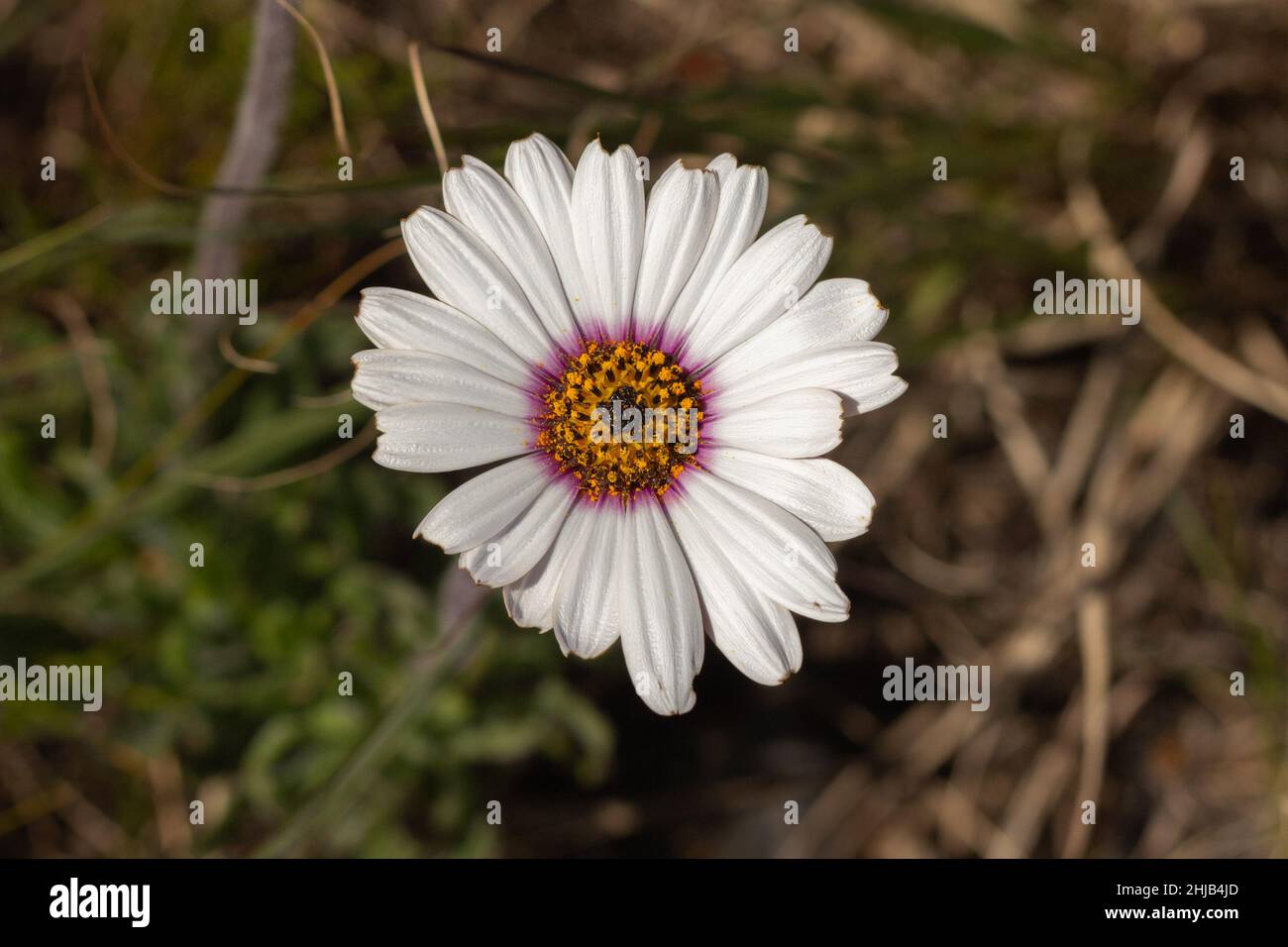 Gros plan des fleurs blanches d'un Dimorphotheca sp. Sur la Table Moutain au Cap-Occidental, Afrique du Sud Banque D'Images