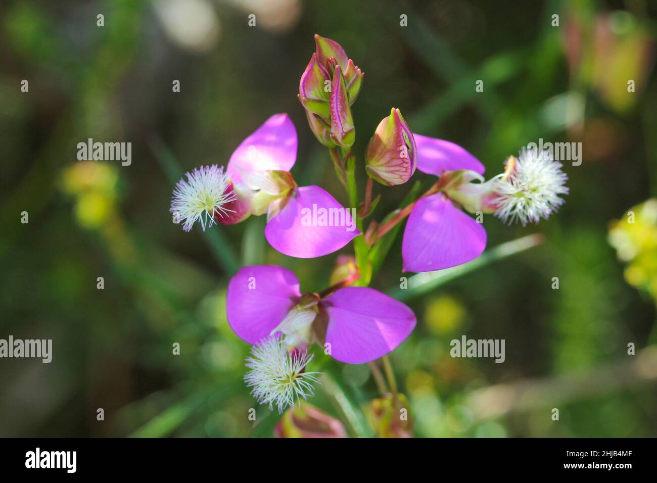 Fleurs roses de Polygala bracteolata vues sur la montagne de la Table dans le Cap occidental de l'Afrique du Sud Banque D'Images