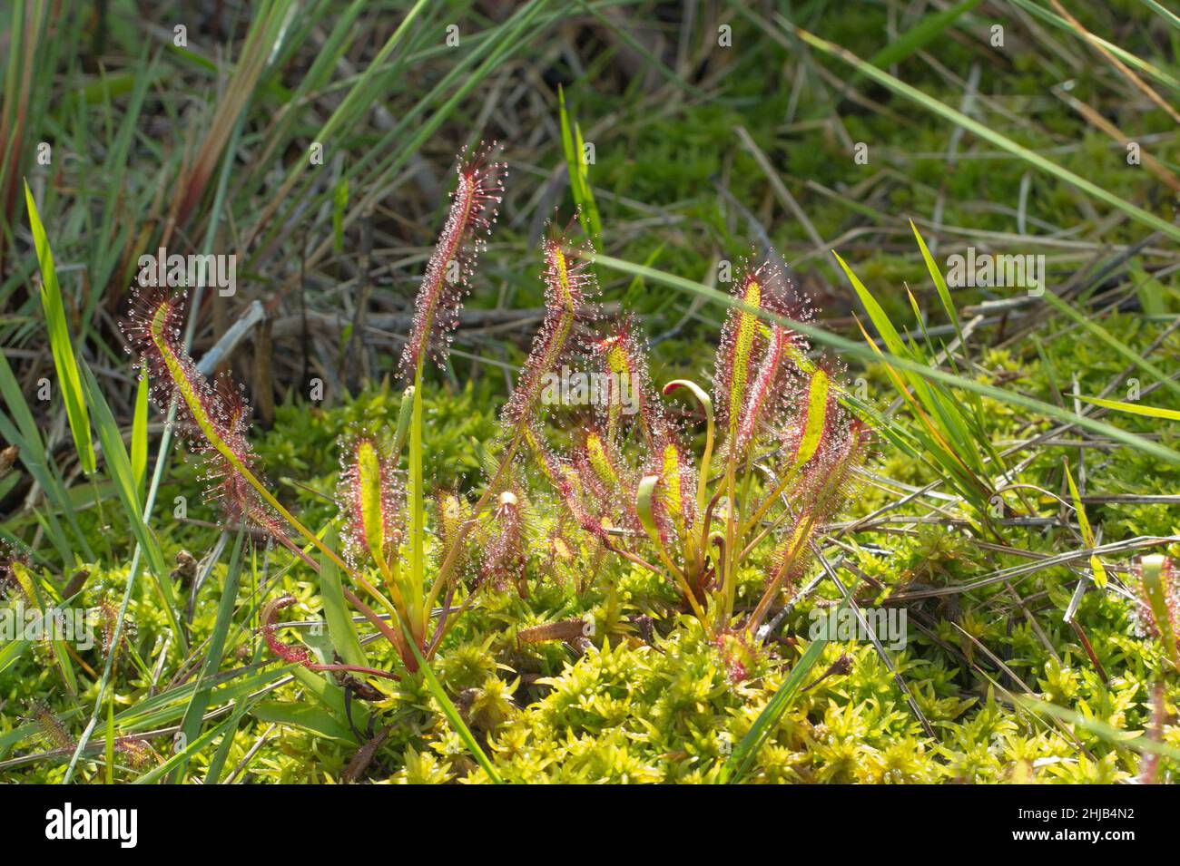 Plantes carnivores: Quelques Drosera capensis croissant parmi les moos sur la montagne de la Table au Cap, Cap occidental de l'Afrique du Sud Banque D'Images