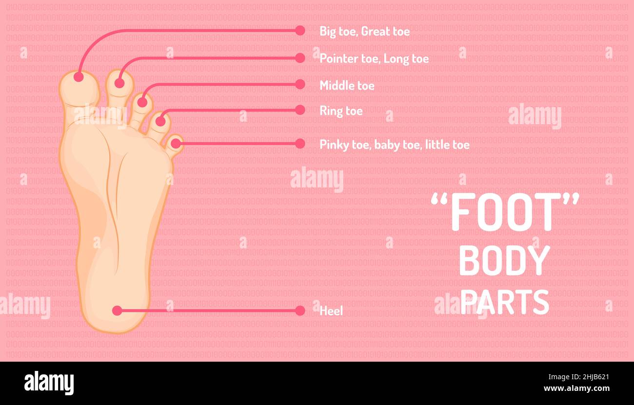 anatomie du pied. nom du doigt ou de l