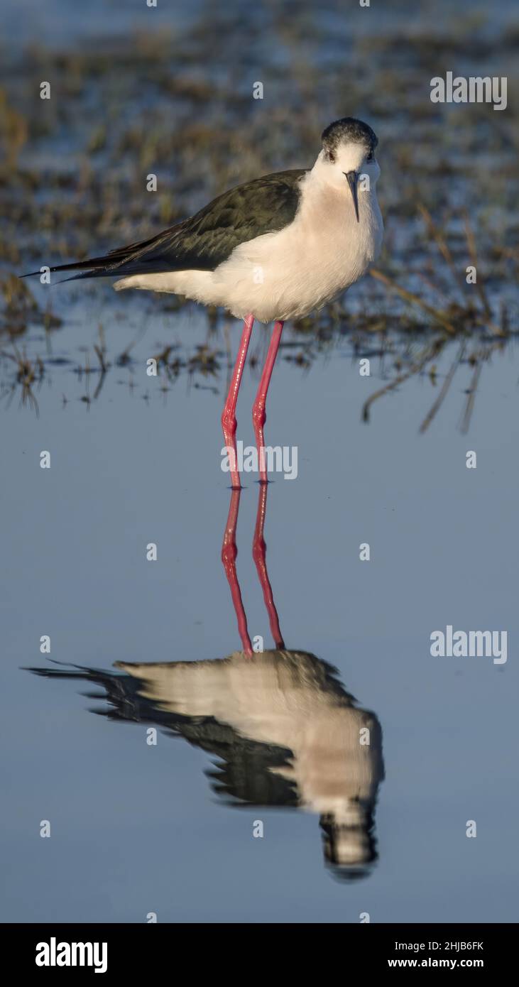 Echasses blanches dans la baie de somme. longues pattes rouges, bec noir Banque D'Images