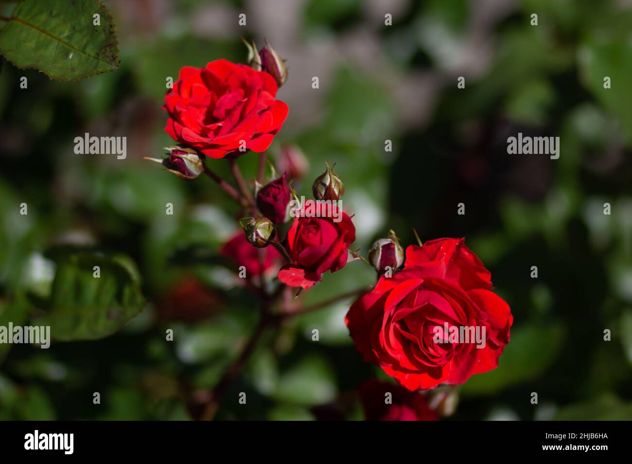 Bush avec trois roses rouges et fleurs en fleur Banque D'Images