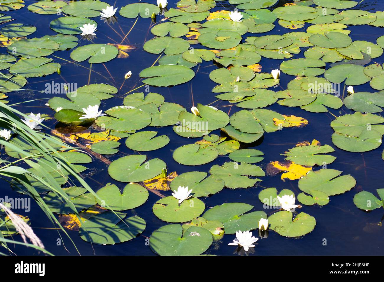 Water Lilies dans tout à fait dans le lac parc d'été Banque D'Images