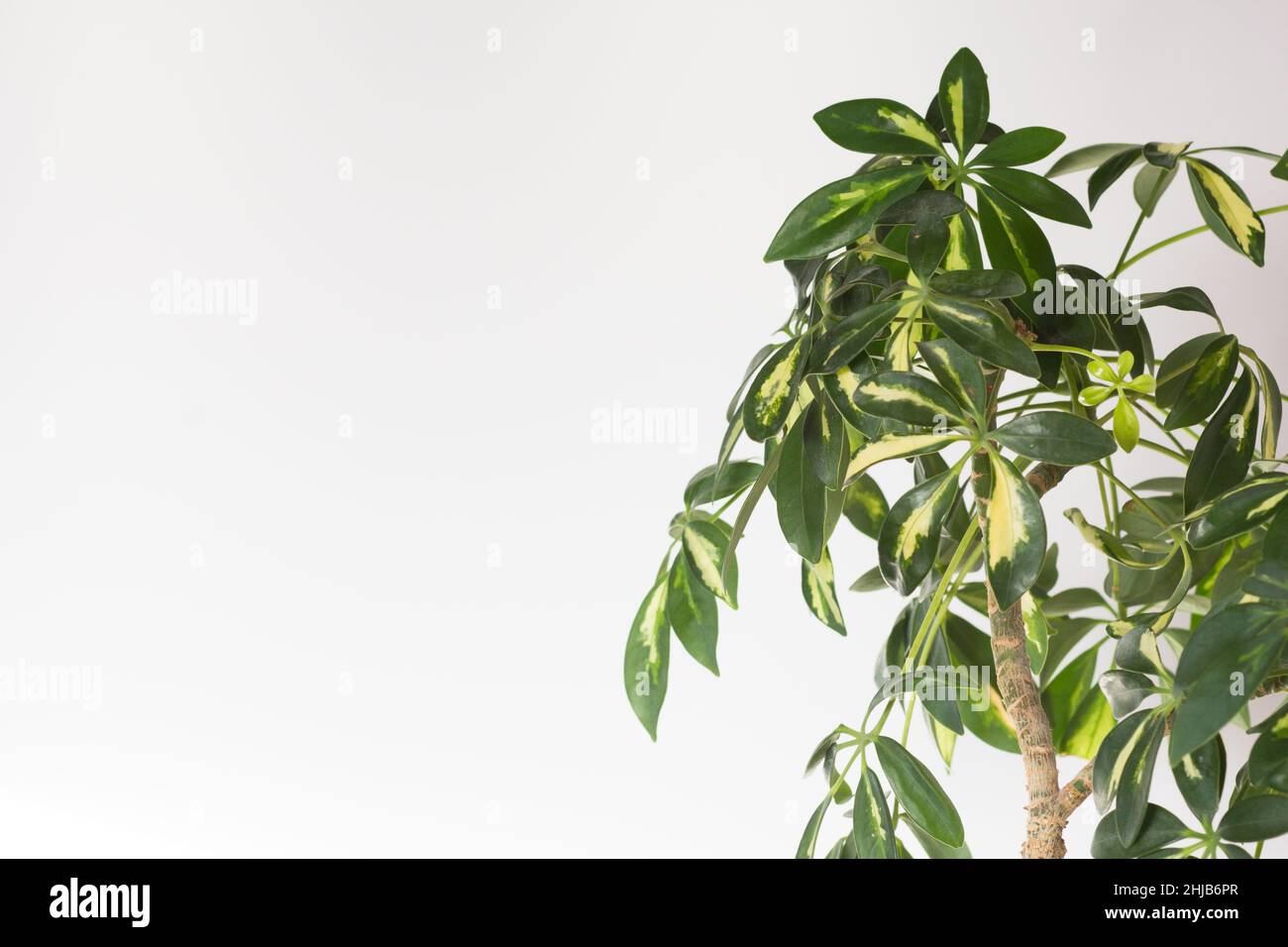 Couronne de feuilles Schefflera arboricola ou arbre ombrelle nain nommé sur fond blanc avec espace de copie Banque D'Images